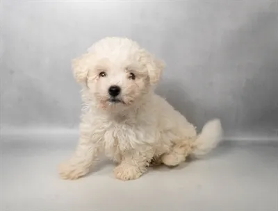 Male Bichon Frise puppy for sale at Petland -  Ft Walton.