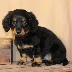 Female Dachshund puppy for sale at Petland - Pensacola.