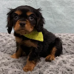 Male Cavalier King Charles Spaniel puppy for sale at Petland - Pensacola.