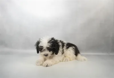 Male Havanese puppy for sale at Petland -  Ft Walton.