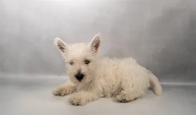 Male West Highland White Terrier puppy for sale at Petland -  Ft Walton.