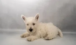 Male West Highland White Terrier puppy for sale at Petland -  Ft Walton.