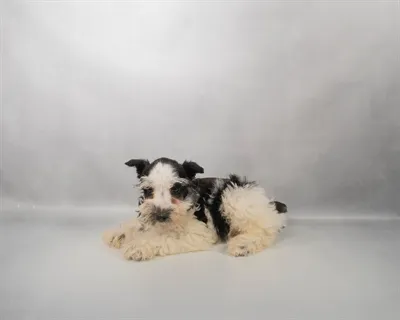 Male Miniature Schnauzer puppy for sale at Petland -  Ft Walton.