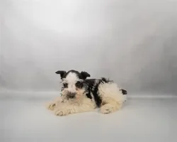 Male Miniature Schnauzer puppy for sale at Petland -  Ft Walton.
