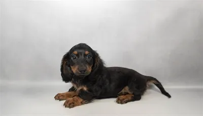 Male Dachshund puppy for sale at Petland -  Ft Walton.