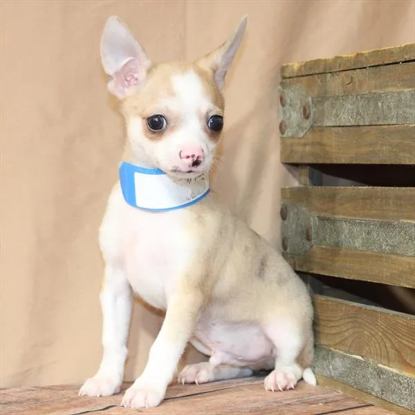 Male Chihuahua puppy for sale at Petland -  Ft Walton.