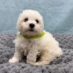 Male Bichon Frise puppy for sale at Petland - Pensacola.