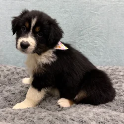 Female Australian Shepherd puppy for sale at Petland - Pensacola.