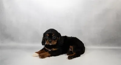 Male Cavalier King Charles Spaniel puppy for sale at Petland -  Ft Walton.