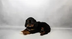 Male Cavalier King Charles Spaniel puppy for sale at Petland -  Ft Walton.