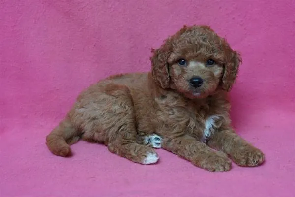 Female Goldendoodle Mini 2Nd Gen puppy for sale at Petland -  Ft Walton.