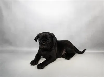 Male Pug puppy for sale at Petland -  Ft Walton.