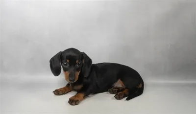 Female Dachshund puppy for sale at Petland -  Ft Walton.