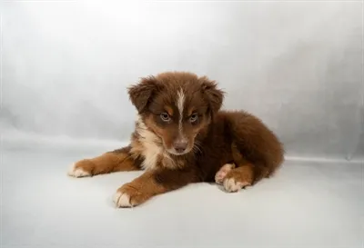 Male Australian Shepherd puppy for sale at Petland -  Ft Walton.