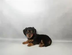 Male Dachshund puppy for sale at Petland -  Ft Walton.