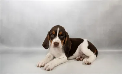 Male Beagle puppy for sale at Petland -  Ft Walton.