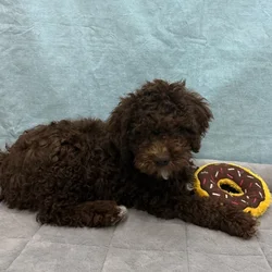 Female Lagotto Romagnolo puppy for sale at Petland - Pensacola.