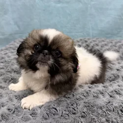 Female Pekingese puppy for sale at Petland - Pensacola.