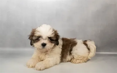 Male Lhasa Apso puppy for sale at Petland -  Ft Walton.