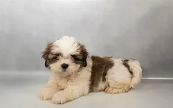 Male Lhasa Apso puppy for sale at Petland -  Ft Walton.