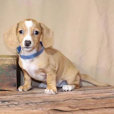 Female Dachshund puppy for sale at Petland -  Ft Walton.