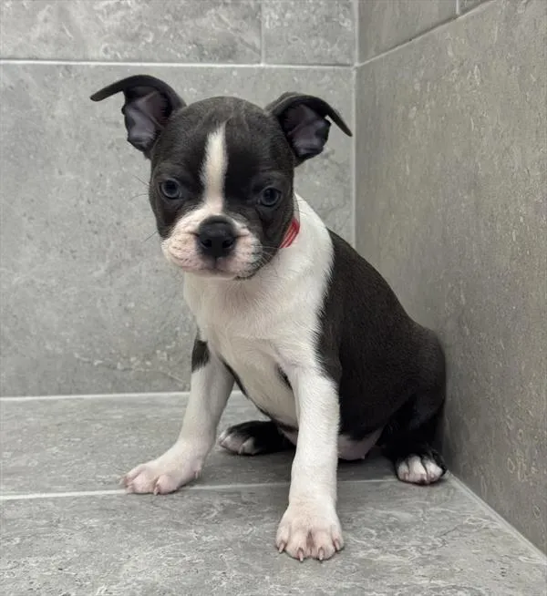 Female Boston Terrier puppy for sale at Petland -  Ft Walton.
