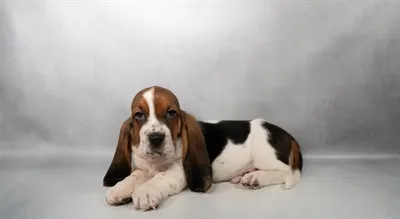 Male Basset Hound puppy for sale at Petland -  Ft Walton.