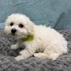 Male Bichon Frise puppy for sale at Petland - Pensacola.