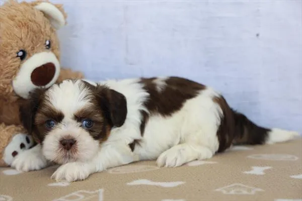 Male Shih Tzu puppy for sale at Petland -  Ft Walton.