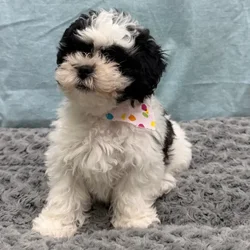 Female Teddy Bear puppy for sale at Petland - Pensacola.