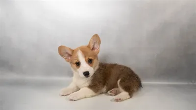 Male Pembroke Welsh Corgi puppy for sale at Petland -  Ft Walton.