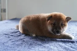 Female Shiba Inu puppy for sale at Petland -  Ft Walton.