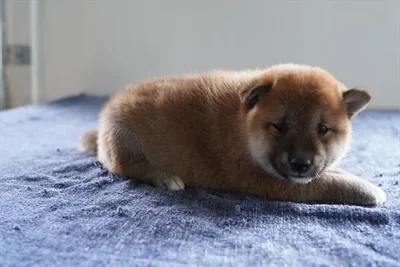 Female Shiba Inu puppy for sale at Petland -  Ft Walton.