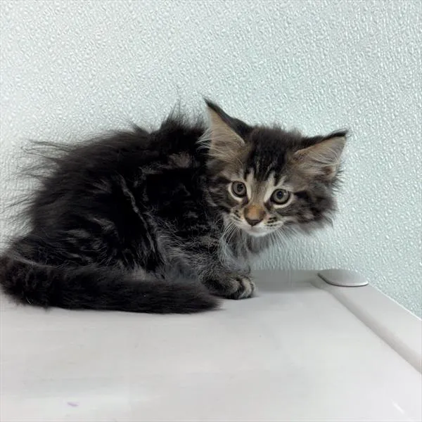 Female Maine Coon kitten for sale at Petland -  Ft Walton.