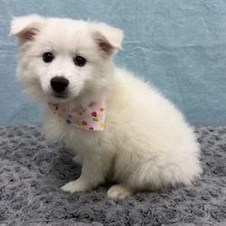 Female American Eskimo puppy for sale at Petland - Pensacola.