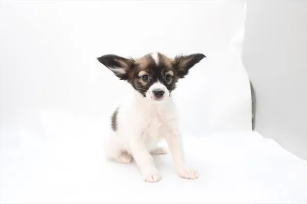 Female Papillon puppy for sale at Petland -  Ft Walton.