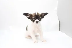 Female Papillon puppy for sale at Petland -  Ft Walton.