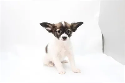 Female Papillon puppy for sale at Petland -  Ft Walton.