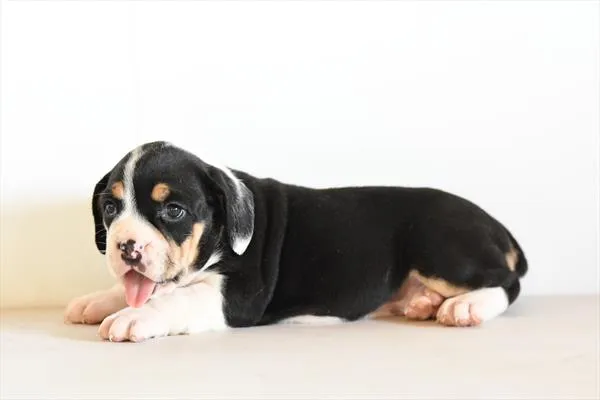 Female Beabull 2Nd Gen puppy for sale at Petland -  Ft Walton.