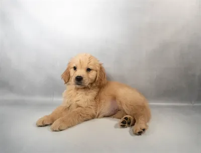 Female Golden Retriever puppy for sale at Petland -  Ft Walton.