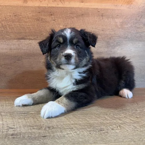 Male Miniature Australian Shepherd puppy for sale at Petland -  Ft Walton.