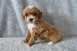 Female Poodle puppy for sale at Petland - Pensacola.