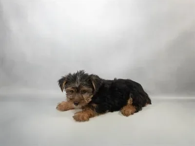 Male Yorkshire Terrier puppy for sale at Petland -  Ft Walton.