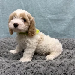 Male Cockapoo puppy for sale at Petland - Pensacola.