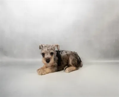 Male Miniature Schnauzer puppy for sale at Petland -  Ft Walton.
