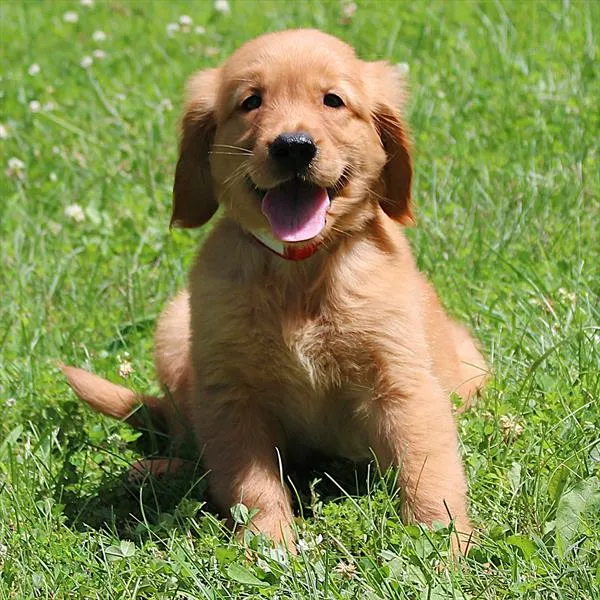 Male Golden Retriever puppy for sale at Petland -  Ft Walton.