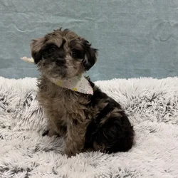 Female Aussiedoodle puppy for sale at Petland - Pensacola.