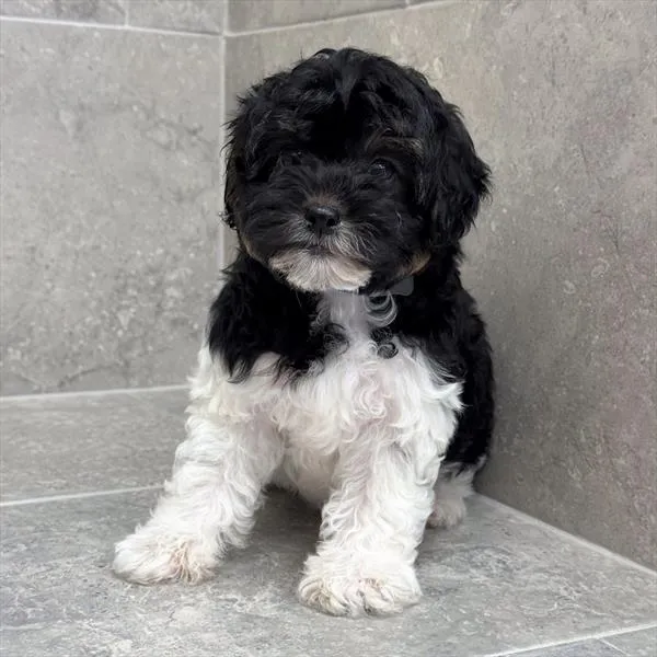 Female Shizapoo puppy for sale at Petland -  Ft Walton.