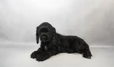 Female Cocker Spaniel puppy for sale at Petland -  Ft Walton.