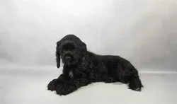 Female Cocker Spaniel puppy for sale at Petland -  Ft Walton.